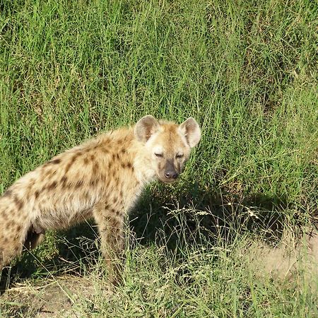 Thornybush Simbambili Lodge Reserva de caza Sabi Sand Exterior foto